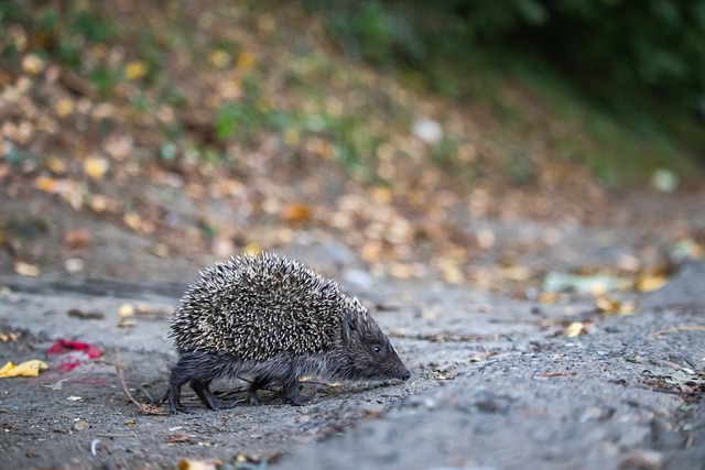 伤和数百万 伤和数百万